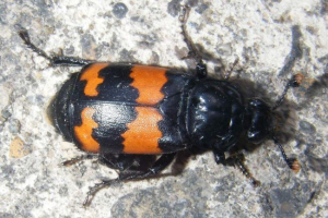 Zhuk-gravian - nature sanitary